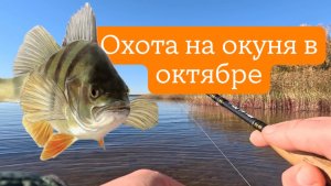Охота на окуня в Октябре
