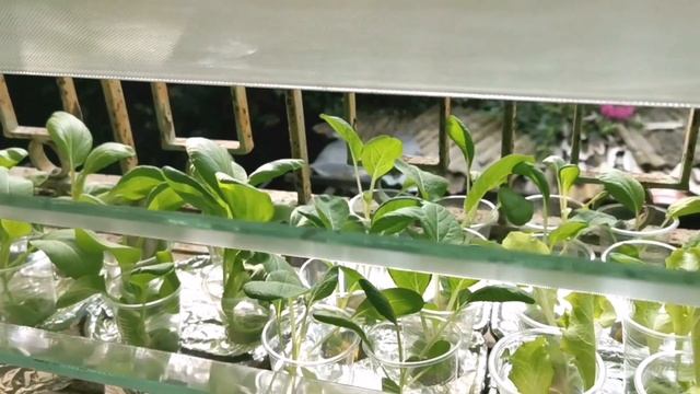 DIY Home Hydroponics Garden on my window смотреть онлайн