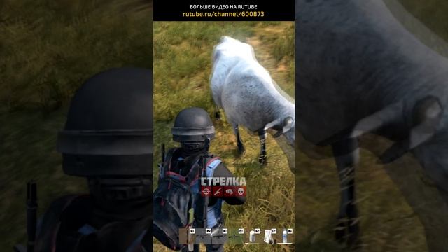 Коровы тут пасутся, прям в наглую. Strelka Dayz. PVP сервер. #СталкерБаннерщик смотреть онлайн