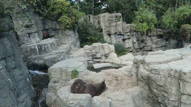 Central Park Zoo // BUCKET LIST // Your Little Black Book смотреть онлайн
