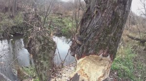 Трудовая охота на бобра 2024-2025, ставим капканы и проверяем...