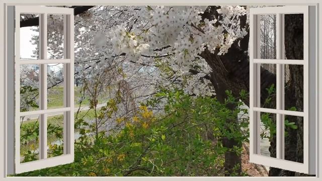[HD WINDOWS] Cherry Blossom in Seoul, South Korea 2020 (with birds' sounds) смотреть онлайн
