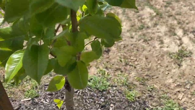 Planting Fruit Trees || Apple, Peach, & Nectarine Trees смотреть онлайн