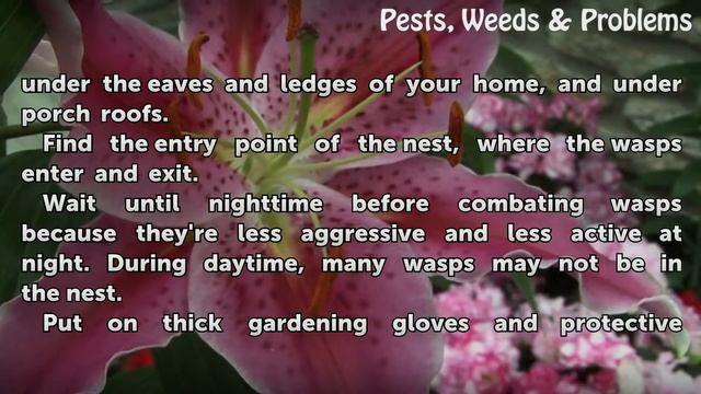 How to Get Rid of Wasps Outside Your Door смотреть онлайн