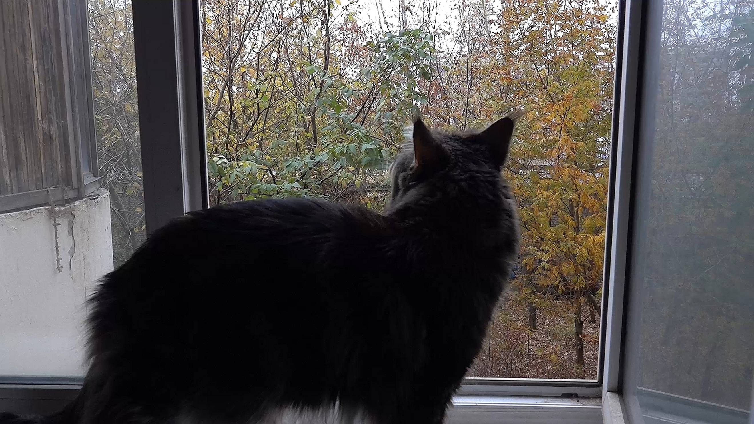 Белка собирает орехи (20.10.2024) смотреть онлайн