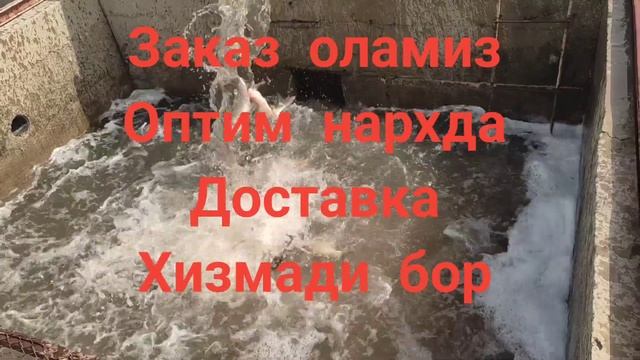 Таварни балик ок,сазан,амур,лакка,илонбош бор Тел +9988 смотреть онлайн