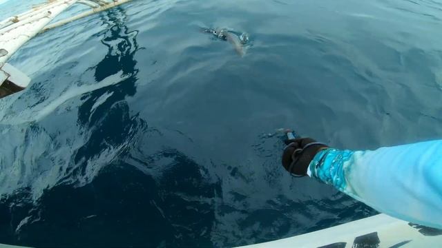 Landed 5.75 Kg Cuda- Lost a Huge King Mac- Eupro Hard Core Jigging Rod смотреть онлайн