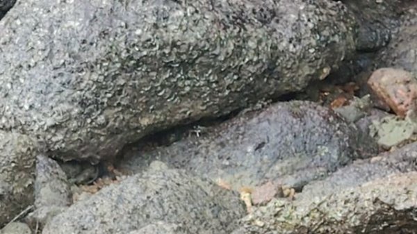 Крабики Пхукет krabs Phuket