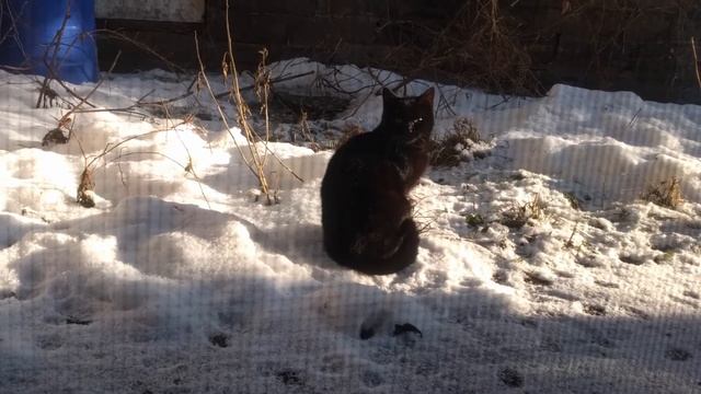 I Got a Visit From a Beautiful Black Cat Yesterday! смотреть онлайн