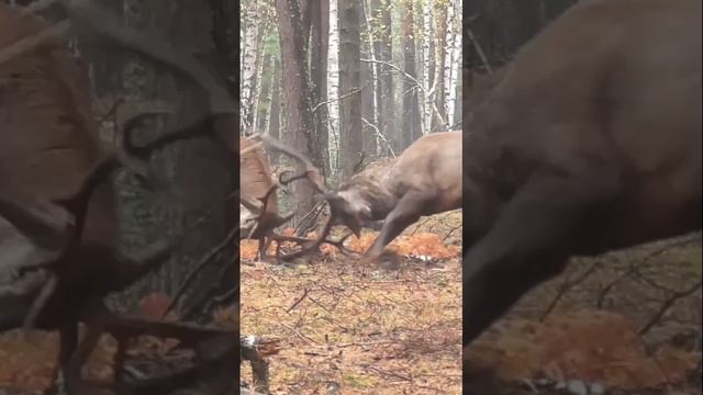 Рев и драка оленей смотреть онлайн