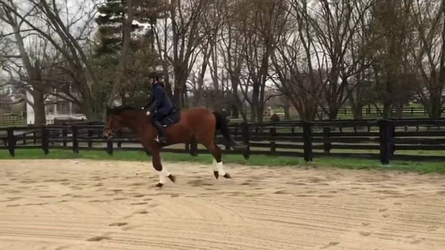 FOR SALE - 2017 KWPN Gelding VDL Navarone x Indoctro (Under Saddle Video) смотреть онлайн