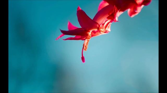 ОБОИ WINDOWS 10 I Remastered смотреть онлайн