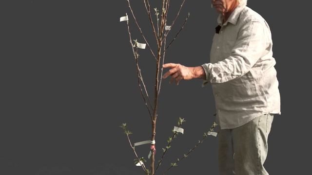 Pruning a 1 Year Old Apple Tree to a Modified Central Leader Form смотреть онлайн