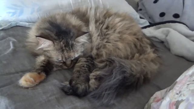 2017年4月10日TRAIN SUITE ウィングの今日の猫動画シリーズ#147 смотреть онлайн
