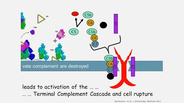 Complement Control and aHUS MAC Attack смотреть онлайн