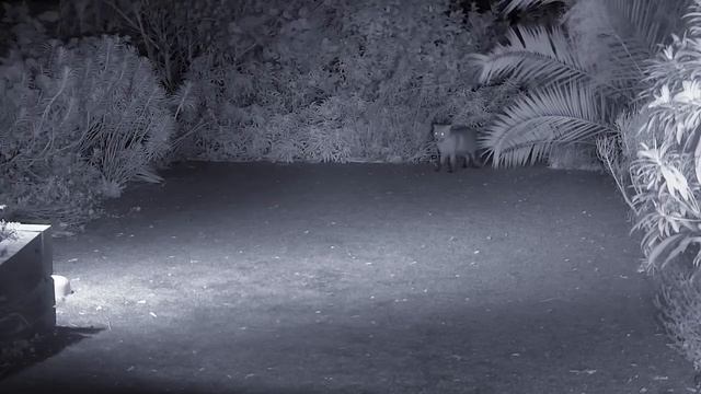 Foxes don't like windy weather смотреть онлайн