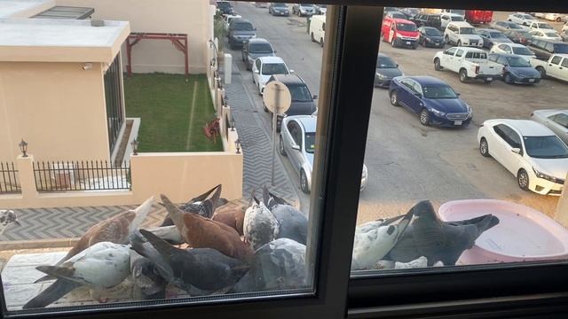 Pigeon Feeding Frenzy: Morning Madness at My Window смотреть онлайн