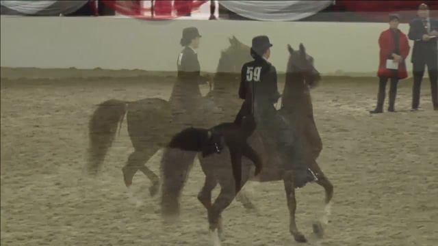 2016 World Cup Saddle Seat смотреть онлайн