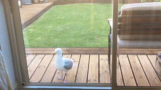 Seagull tapping on the window for food смотреть онлайн