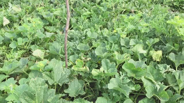 Как вырастить арбуз на 13 кг