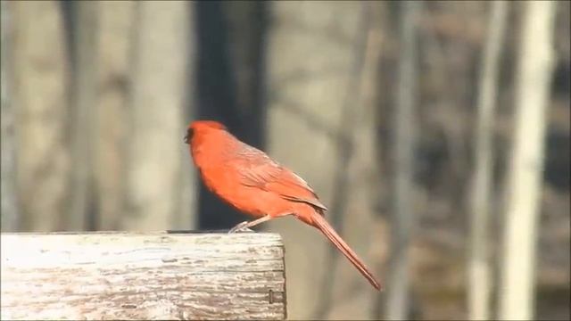 All About Cardinals: Backyard Bird Series - FreeSchool смотреть онлайн