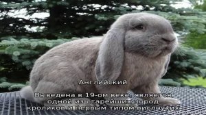 Кролики французский баран
