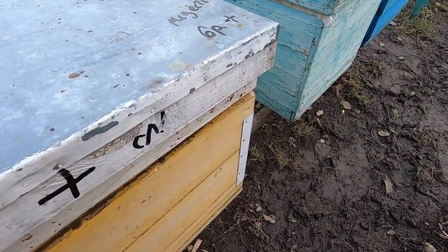 ✅ Состояние СЕМЬИ ПЧЕЛ в МАРТЕ осматриваю! #ПЧЕЛОВОДСТВО5 начинающим с нуля! смотреть онлайн