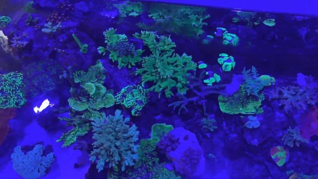 Your smartphone as a PAR meter | "Reef tank" смотреть онлайн