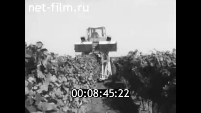 1977г. совхоз имени Ленина. Анапский район Краснодарский край. смотреть онлайн