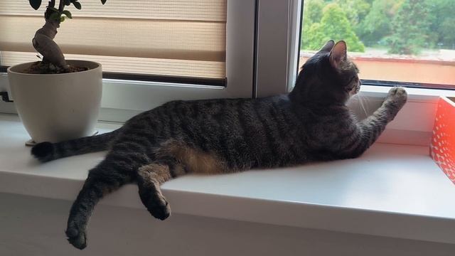 Jenny relaxing at the window смотреть онлайн