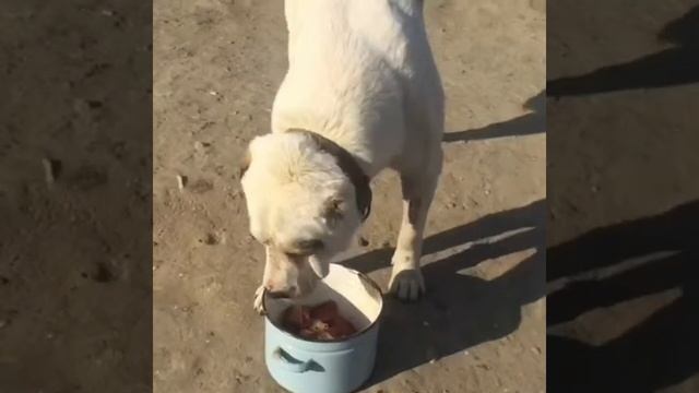 Алаш приходит в себя:) смотреть онлайн