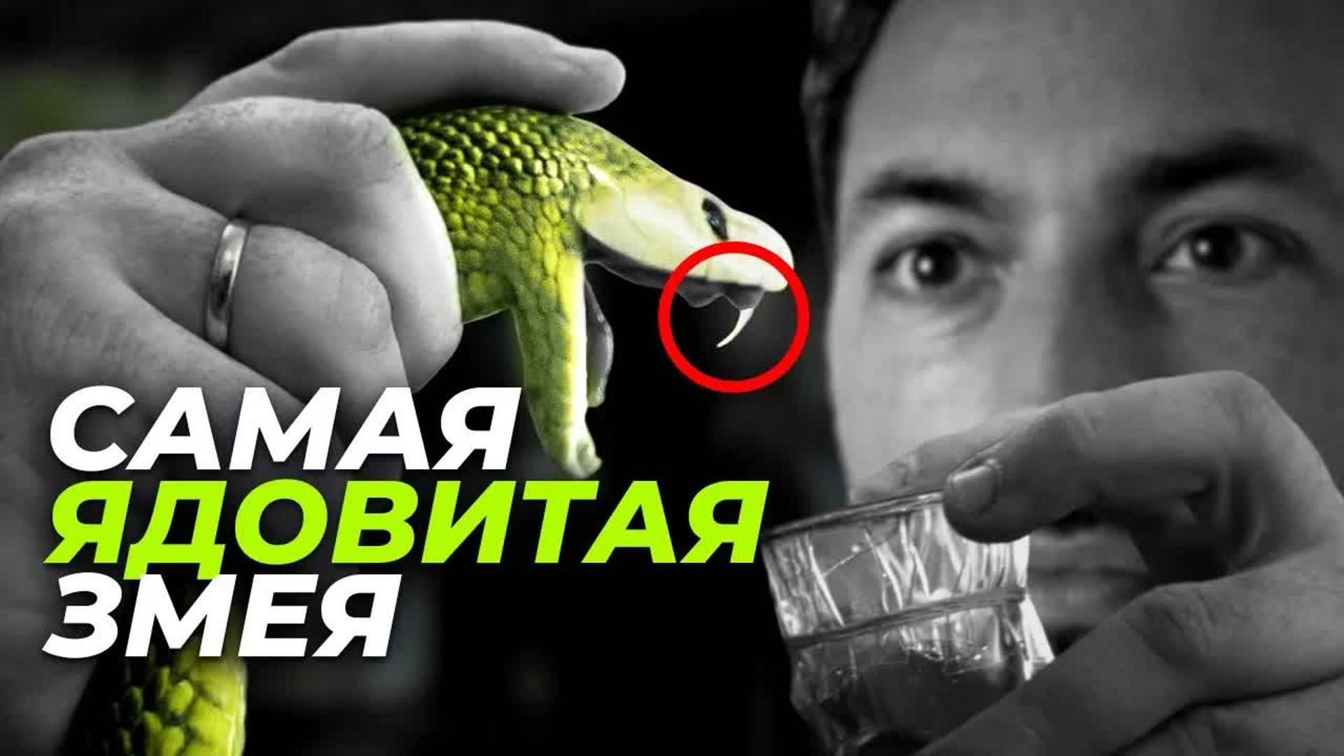 [Veritasium] Кто, где и как собирает яд для противоядий смотреть онлайн
