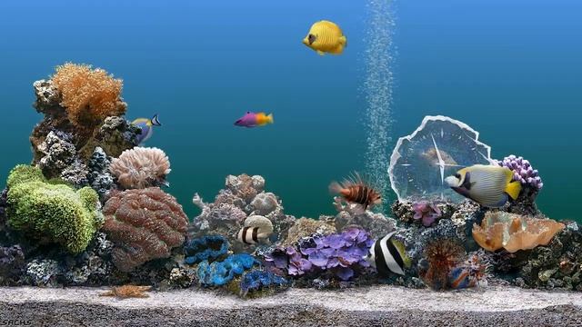 Marine Aquarium смотреть онлайн