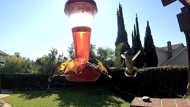 Hummingbirds...waiting game смотреть онлайн