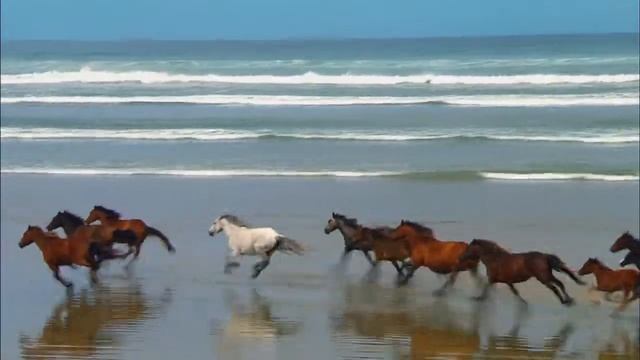 Windows 7 Sample Videos the Running Horses смотреть онлайн