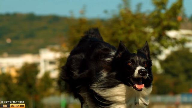ULTRA HD 8K 120 FPS SUPER  SLOW MOTİON RELAXİNG VİDEO | 8K VİDEO