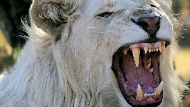 White Lion & Black Jaguar смотреть онлайн