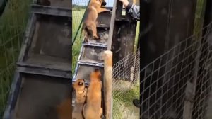 "In the Army Now". Теперь ты в армии.