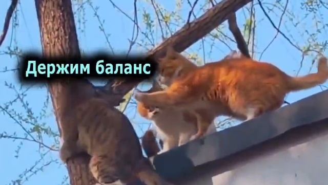 Сделай как я смотреть онлайн