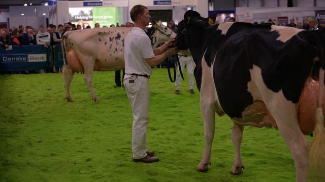 2022 Royal Winter Fair - Holstein Championship.Part 1.Judge - Pierre Boulet. Sterndale Colt Rae. смотреть онлайн