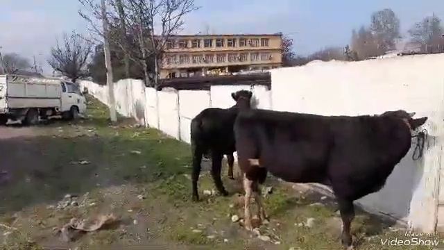 хуросон ба пеш смотреть онлайн