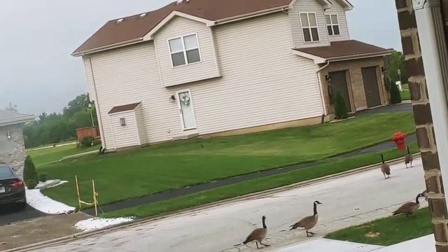 I saw the geese's in the window outside смотреть онлайн