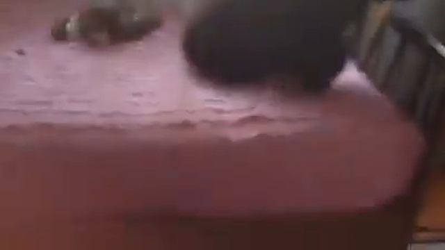 WHITE MALTESE DOGGIE AND BEST FRIEND PLAYING @@ BED AND WATCHING THE WINDOW смотреть онлайн