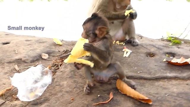 Wow baby monkey Lucas eat Apple, he looking so good смотреть онлайн