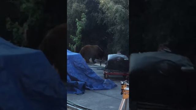 BEAR AT MY WINDOW (NOT CLICK BAIT）MUST READ DISCRIPTION смотреть онлайн