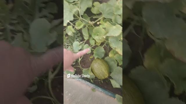 Дыни семена Алтая ,это реально дыни😂😂