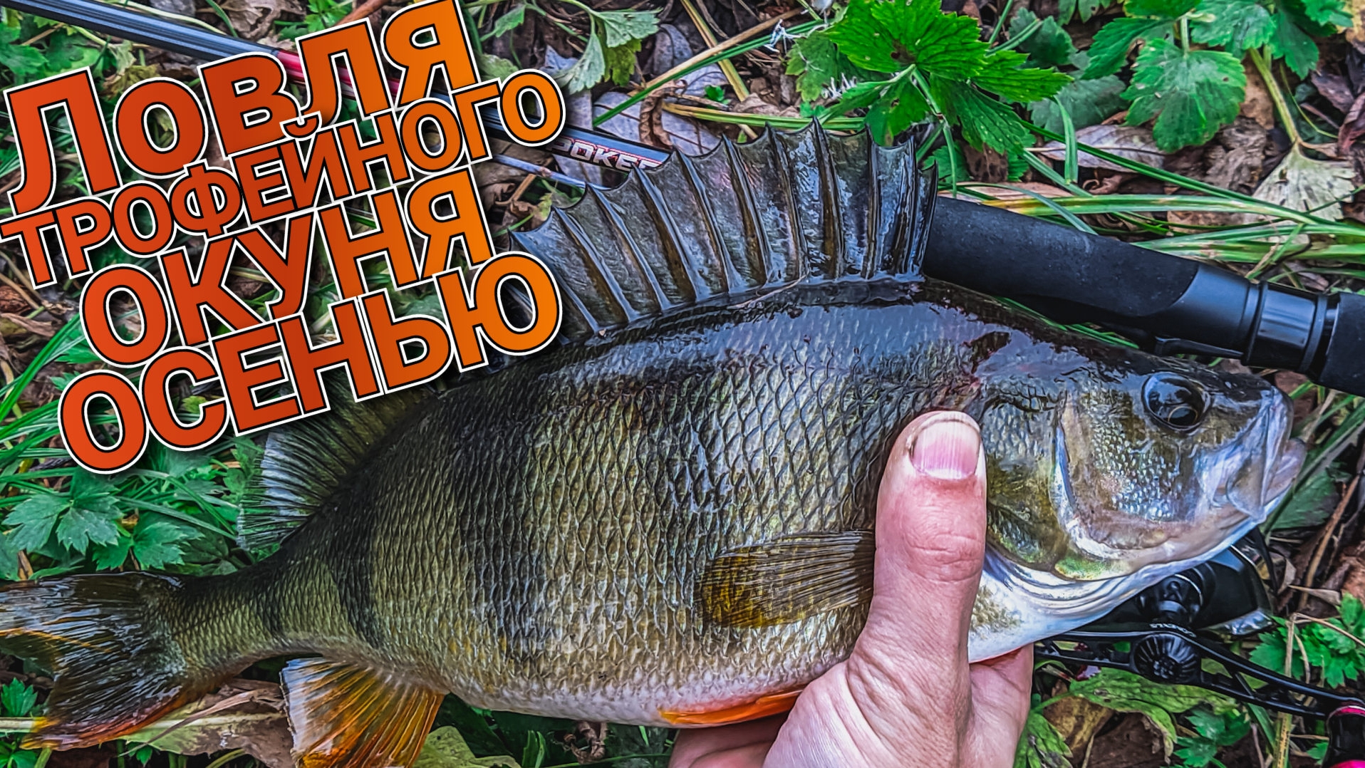 Оснастка которая выручает осенью | Тестируем Narval Fishing Poker 762L | Крупный окунь на JigRig смотреть онлайн