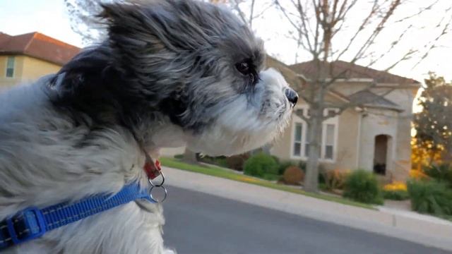 Cookie the Lhasa Apso Dog Looking Out Car Window смотреть онлайн