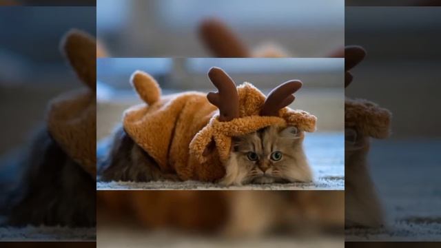 кто ты по знаку зодиака котик смотреть онлайн
