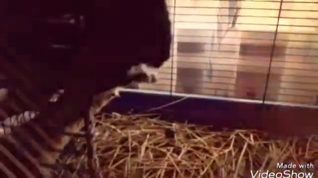 1 День из жизни шиншиллы 😉